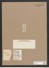 Navicula forcipata Grev. (de-Toni-Nr.: Genus 1, Species 332) Zeichnungen Sammlung Grunow Nr. 757 (NHMW-BOT-W0367161)